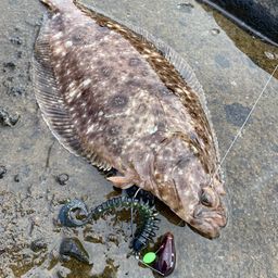 ミズクサガレイ