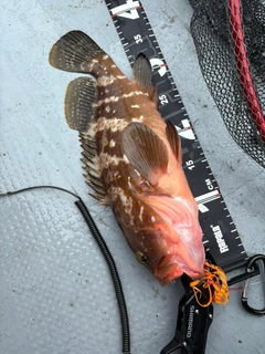 キジハタの釣果