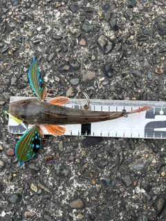 ホウボウの釣果