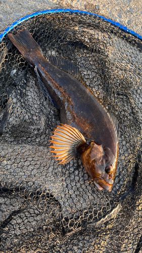 アイナメの釣果