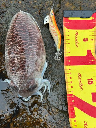 ハリイカの釣果