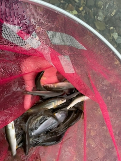 アユの釣果