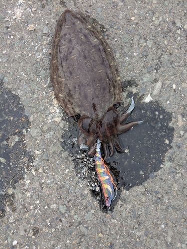 イカの釣果