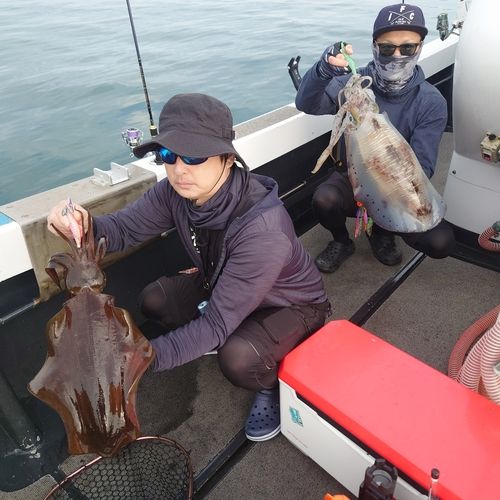 アオリイカの釣果