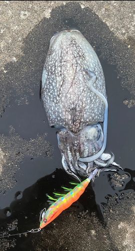 シリヤケイカの釣果