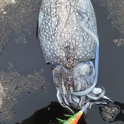 シリヤケイカ