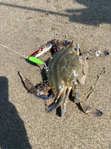 カニの釣果
