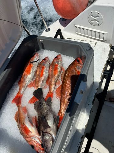 アカムツの釣果