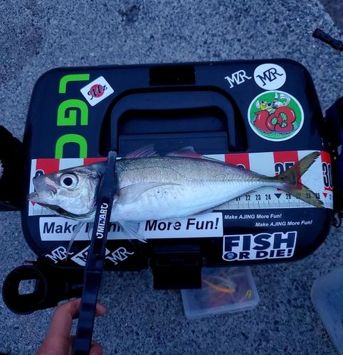 釣果