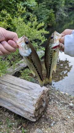ブラックバスの釣果