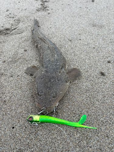 マゴチの釣果