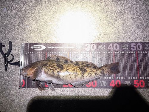 アイナメの釣果