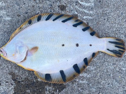 カレイの釣果