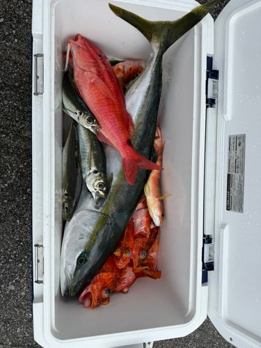 ブリの釣果