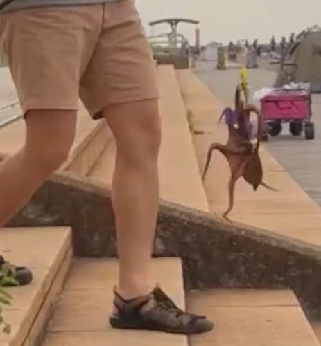 タコの釣果