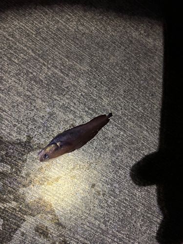 ドンコの釣果