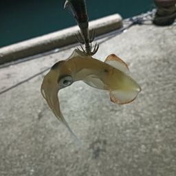 アオリイカ