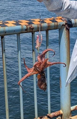 タコの釣果