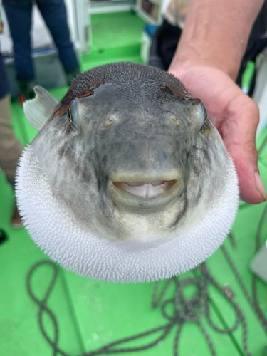 トラフグの釣果