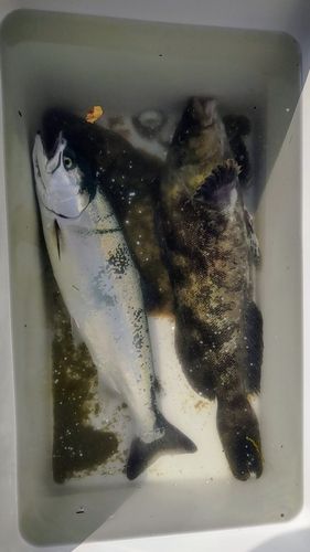 アイナメの釣果