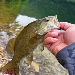 スモールマウスバス