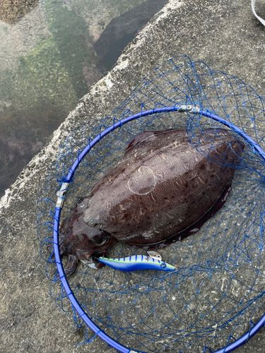 モンゴウイカの釣果