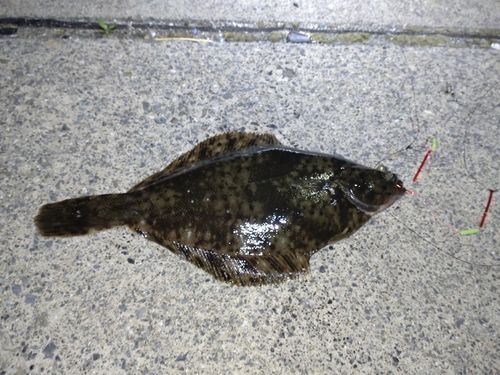 カレイの釣果