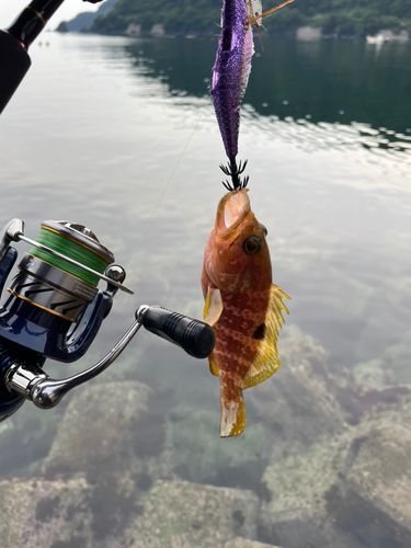 キジハタの釣果