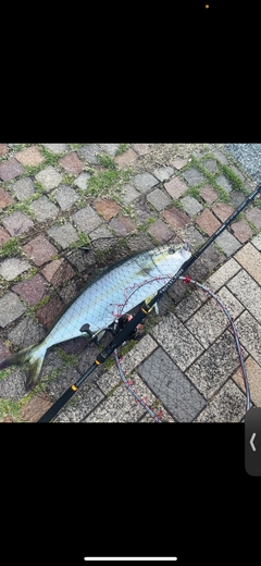 ヒラマサの釣果