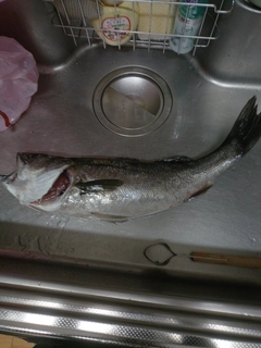 ヒラスズキの釣果