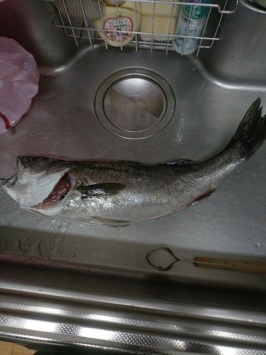 ヒラスズキの釣果