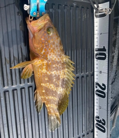 キジハタの釣果