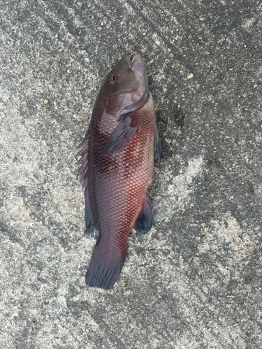 カンダイの釣果