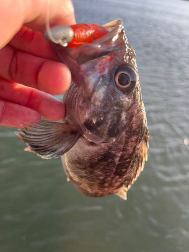 クロソイの釣果