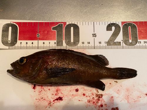 エゾメバルの釣果