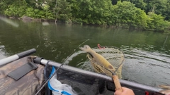 スモールマウスバスの釣果