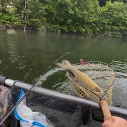 スモールマウスバス