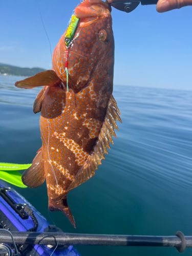 キジハタの釣果