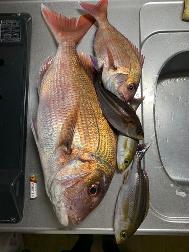 マダイの釣果