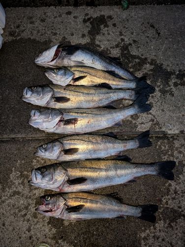 シーバスの釣果