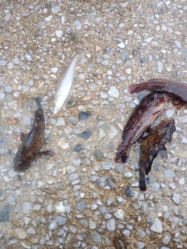 クジメの釣果