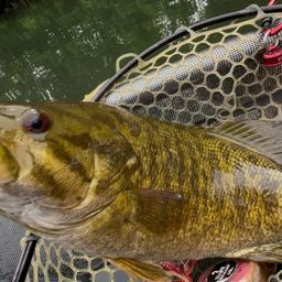 スモールマウスバス