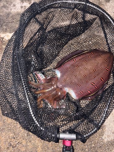 モンゴウイカの釣果