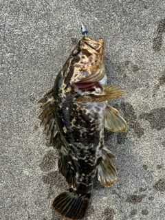 タケノコメバルの釣果