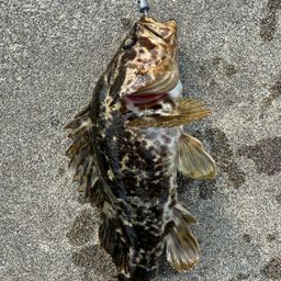 タケノコメバル