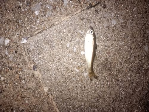 ムツの釣果