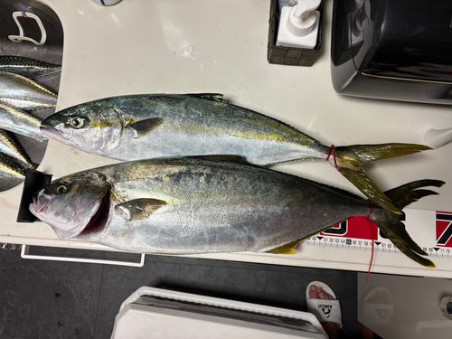 ヒラマサの釣果