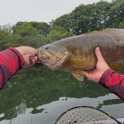 スモールマウスバス