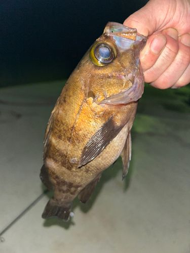 メバルの釣果