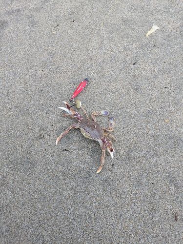 カニの釣果